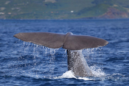 acores-terceira-na-rota-dos-cetaceos_0.jpg