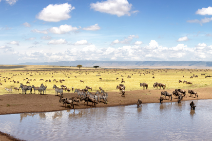 safari-kiritiri_0.jpg