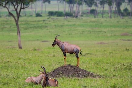 safari-twiga-privado-5028_0.jpg