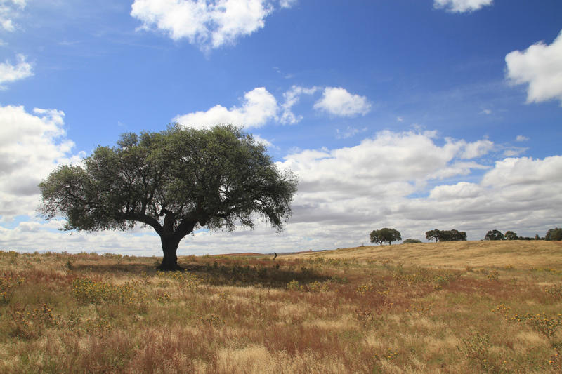 Portugal (4)