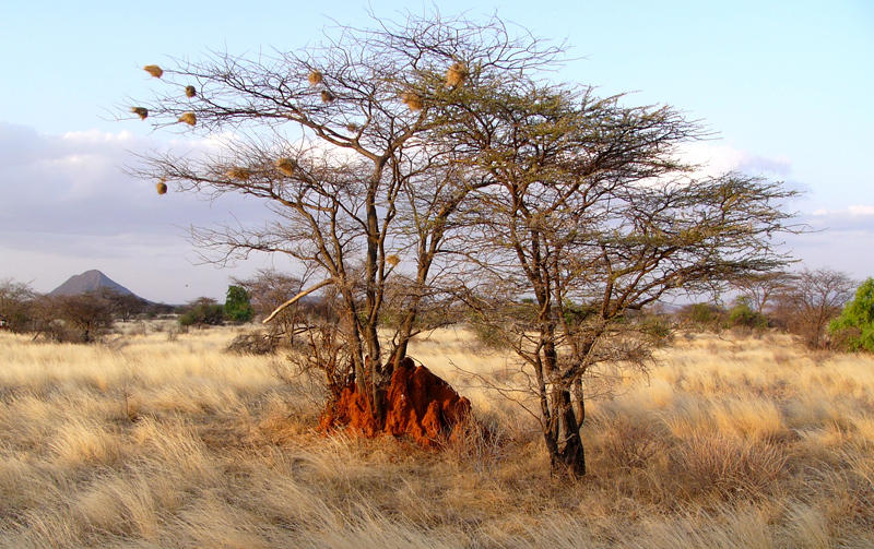 Típica paisagem africana, Samburu, Quénia